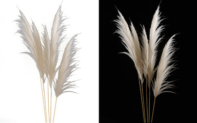 Translucent Pampas Grass: Elegant and Trendy Botanical Plumes Isolated on Transparent Background for Versatile Decor Use