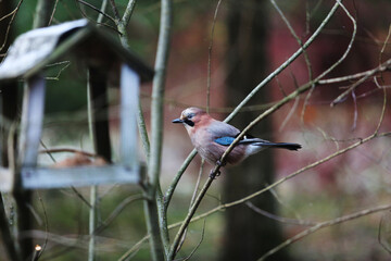 Red bird on a branch near the feeder