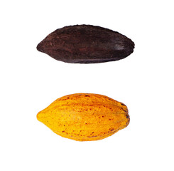 Yellow and brown Cocoa pods old isolated on cut out PNG. Clipping path. Cocoa beans are often used to make desserts such as ganache and chocolate. Theobroma cacao.