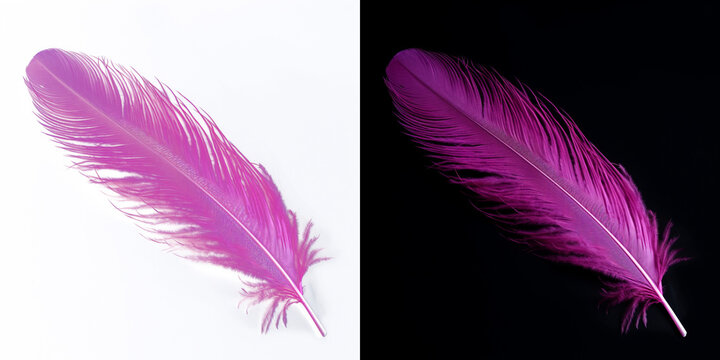 Realistic translucent purple feather isolated on transparent background.