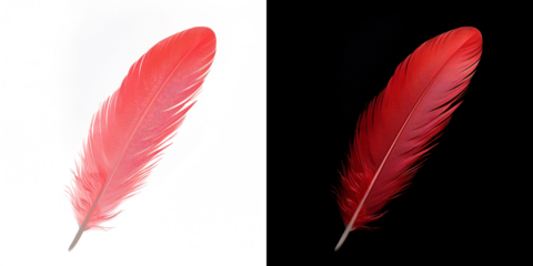 Realistic translucent red feather isolated on transparent background