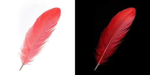 Fotobehang Realistic translucent red feather isolated on transparent background © TimeaPeter