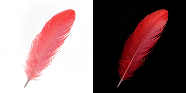Realistic translucent red feather isolated on transparent background