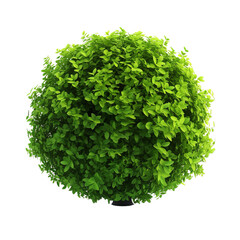 Obraz premium green, bush, isolated, transparent, background, foliage, shrub, nature, plant, greenery, leaves, flora, botany, verdant, lush, organic, garden, landscaping, verdant, leafy, horticulture, dense
