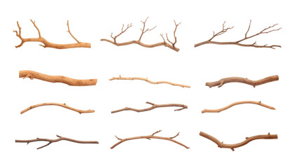 set of a branch isolated on transparent background cutout