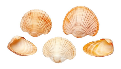 sea shells isolated on transparent background cutout