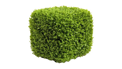 Fototapeta premium grass bush isolated on transparent background cutout