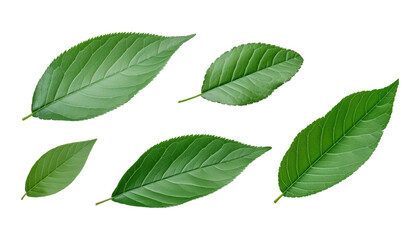 Naklejka premium green leaves isolated on transparent background cutout