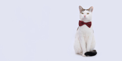 Studio portrait of white Cat with yellow eyes sitting and looks at the camera  against a white backdrop.  Cat with red bow tie. Cat with a red butterfly on its neck on a light background. Copy space