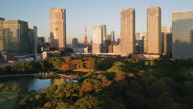 tokyo city skyline aerial view drone at sunrise flying over garden in the fall with minato ward district,modern building and skyscrapers in the background