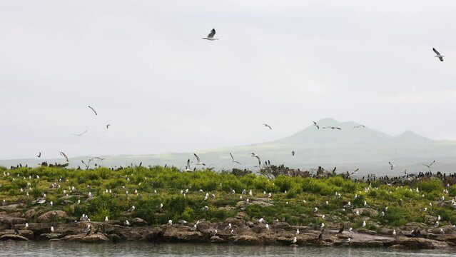   Island of seagulls. Birds rest on the water's edge.  A large number of birds at the growth of the lake.  Seagulls fly on Sevan lake in Armenia, Caucasus.