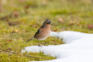 Common chaffinch on a patch of snow