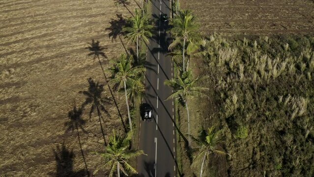 Aerial view of a car driving a road on the mountain with palm trees, Grand Port, Mauritius.