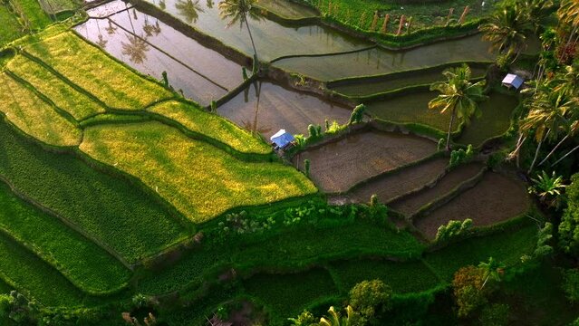 Aerial view of Senaru Rice Terraces, Lombok Indonesia