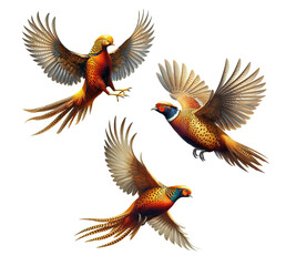 A set of Golden Pheasants flying isolated on a transparent background