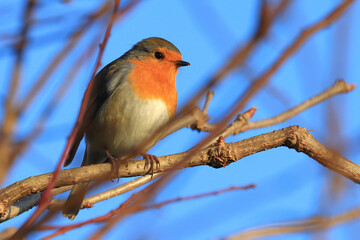 European robin (Erithacus rubecula) on the branch