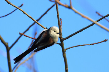 Long-tailed tit (Aegithalos caudatus), on the branch