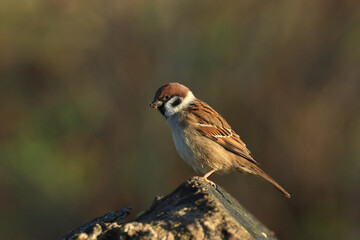 Fototapeta premium Eurasian tree sparrow, Passer montanus