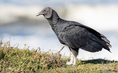 jote cabeza negra - Coragyps atratus 