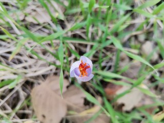 ladybug on a flower