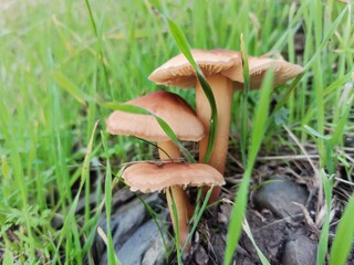 mushroom in the forest