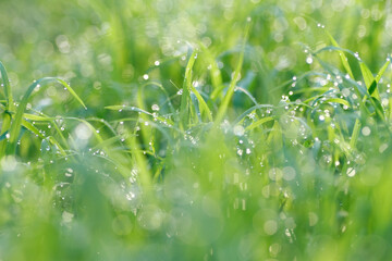 grass with dew drops - obrazy, fototapety, plakaty