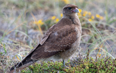 tiuque (milvago chimango)
