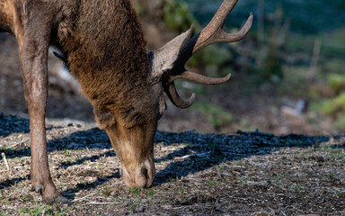 ciervo rojo Cervus elaphus