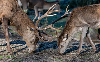 ciervo rojo Cervus elaphus