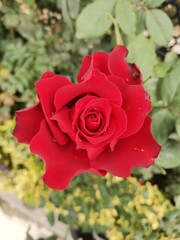 red rose in garden