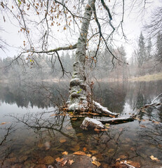 Bizarre crooked tree on a calm forest lake in morning early winter weather conditions