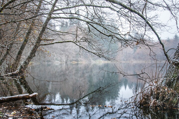 Morning winter woodland scene with a calm water lake reflection and bizarre trees forming an arc in the foreground