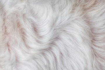 Beautiful abstract white fur background texture