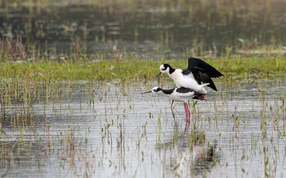  perrito Himantopus mexicanus reproducci&oacute;n 