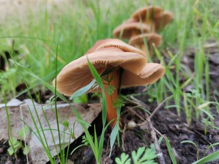 mushrooms in the grass