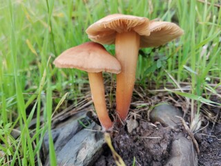 mushroom in the forest