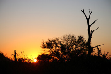 Sonnenaufgang - Krüger Park - Südafrika / Sunrise - Kruger Park - South Africa /