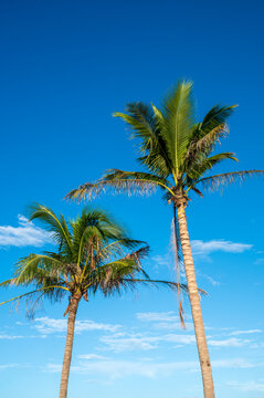 palm tree on the beach © youm