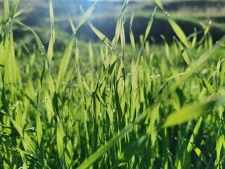 dew on grass