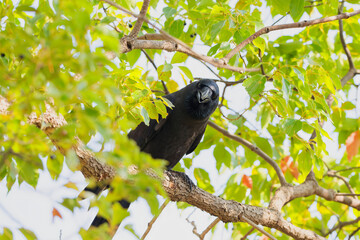 枝の上のカラス