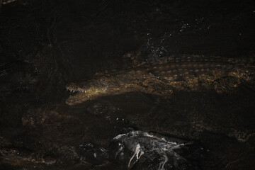 Nilkrokodil bei Nacht / Nile crocodile at night / Crocodylus niloticus.