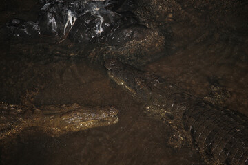 Nilkrokodil bei Nacht / Nile crocodile at night / Crocodylus niloticus.
