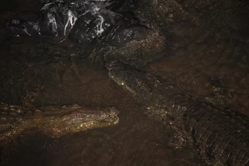 Möbelaufkleber Nilkrokodil bei Nacht / Nile crocodile at night / Crocodylus niloticus. © Ludwig