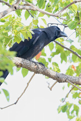 枝の上のカラス