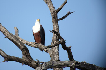 Afrikanischer Schreiseeadler / African fish-eagle / Haliaeetus vocifer.