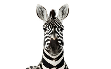 Fototapeta na wymiar Striking Zebra On Transparent Background