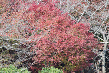 生い茂る紅葉