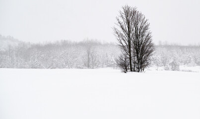 trees in snow covered field