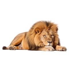 a lion sleeping, isolated on white background or transparent background