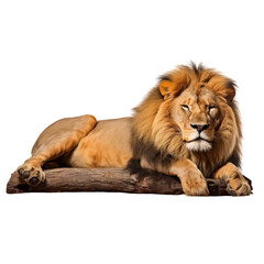 Obraz premium A lion isolated on transparent background or white background